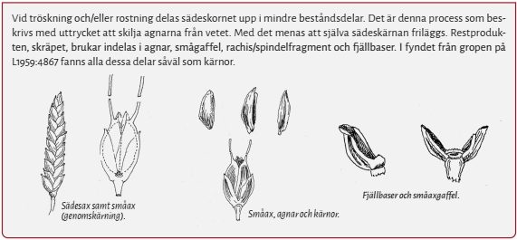 Ax till vete. Illustration: Anna Gärberg