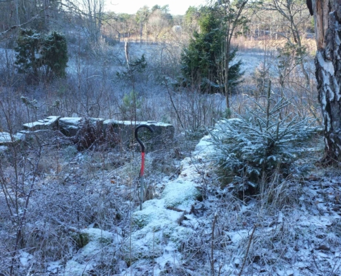 Husgrunder vid torpet Ökne tDSCF6382_
